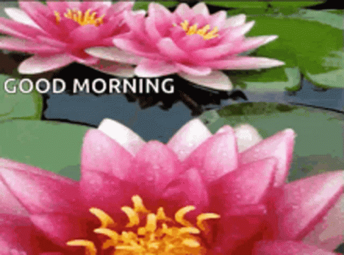 A Picture Of Pink Flowers With The Words Good Morning On It GIF