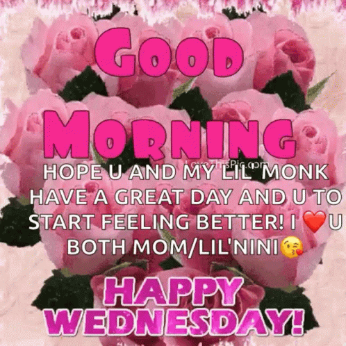 A Picture Of Pink Roses That Says Good Morning Hope U And My Lil Monk Have A Great Day And U To Start Feeling Better ! GIF