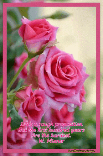 A Picture Of Pink Roses With A Quote From W. Mianer GIF