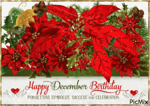 A Picture Of Poinsettia Flowers With The Words Happy December Birthday GIF