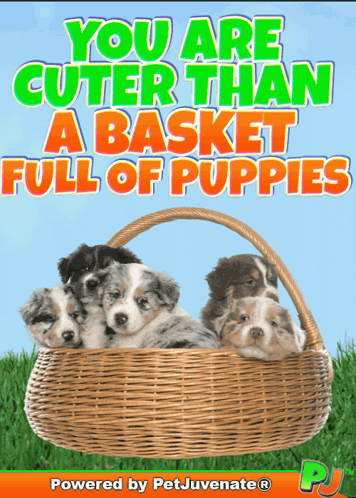 A Picture Of Puppies In A Basket With The Words You Are Cuter Than A Basket Full Of Puppies GIF