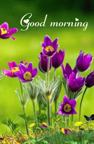 Purple Flowers With Good Morning Text GIF