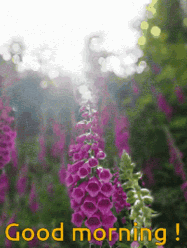 A Picture Of Purple Flowers With The Words Good Morning Below It GIF