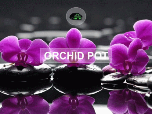 A Picture Of Purple Orchids And Black Rocks With The Words Orchid Pot Below Them GIF