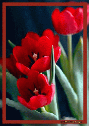 A Picture Of Red Flowers With A Red Border And The Words " A Collections Design " On The Bottom GIF