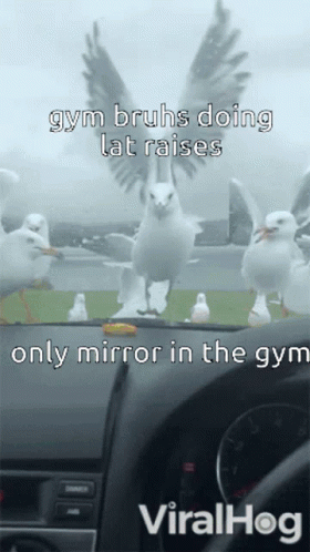 A Picture Of Seagulls With A Caption That Says Gym Bruhs Doing Lat Raises Only Mirror In The Gym Viralhog GIF