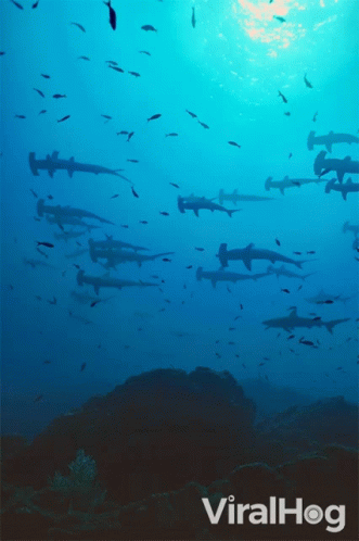 Sharks In Ocean With Viralhog Text GIF
