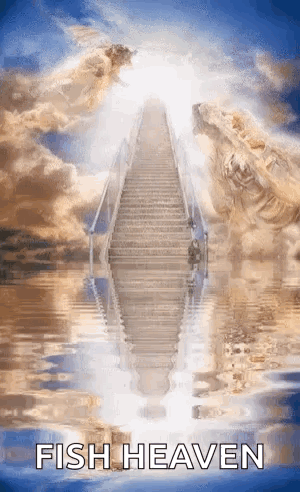 A Picture Of Stairs Leading Up To Heaven With The Words `` Fish Heaven '' Written On It . GIF