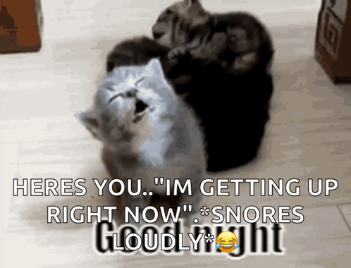 A Picture Of Three Cats With The Caption Heres You Im Getting Up Right Now Snores Cloudy Night GIF