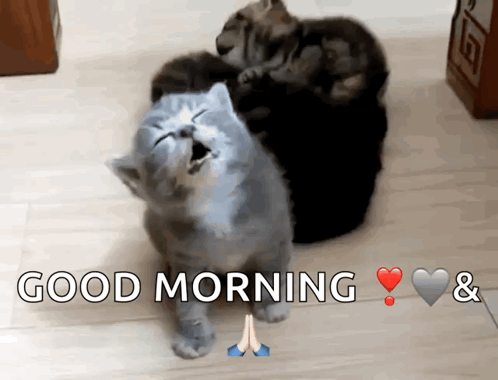 A Picture Of Three Cats With The Words Good Morning & Hearts GIF