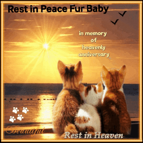 A Picture Of Three Kittens With The Words Rest In Peace Fur Baby In Memory Of Heavenly Anniversary GIF