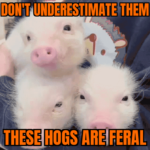 A Picture Of Three Pigs With The Caption " Do N't Underestimate Them " GIF