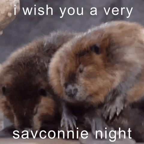 a picture of two beavers with the caption i wish you a very savonnie night