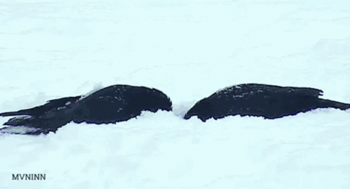 A Picture Of Two Birds In The Snow With The Letters Mvninn Below Them GIF