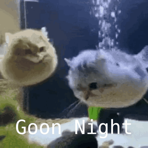 A Picture Of Two Cats And A Fish With The Words Goon Night Written On The Bottom GIF