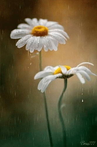 A Picture Of Two Daisies In The Rain With The Name Brus777 On The Bottom GIF
