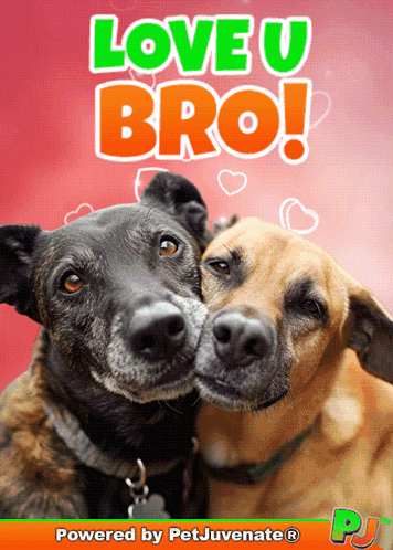 A Picture Of Two Dogs With The Words Love U Bro GIF