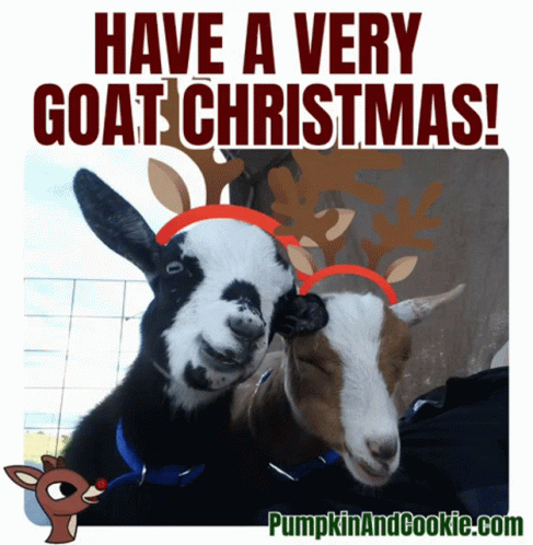 A Picture Of Two Goats Wearing Reindeer Hats With The Words Have A Very Goat Christmas GIF