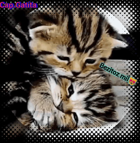 A Picture Of Two Kittens With The Caption Cap.gatita Below Them GIF