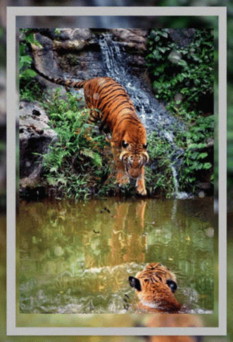 A Picture Of Two Tigers In A Pond With A Waterfall Behind Them GIF