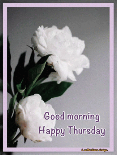 A Picture Of Two White Flowers With The Words Good Morning Happy Thursday GIF