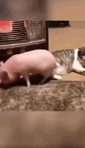 A Pig And A Cat Are Playing With Each Other On A Rug . GIF
