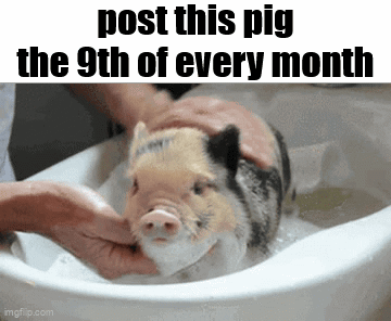 A Pig Is Being Bathed In A Sink With The Caption Post This Pig The 9Th Of Every Month . GIF