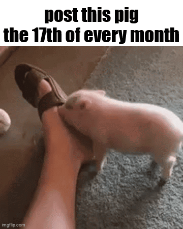 A Pig Is Biting A Person 'S Foot With A Caption That Says Post This Pig The 17Th Of Every Month GIF