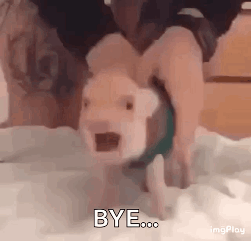 A Pig Is Crawling On Its Hind Legs On A Bed While Being Held By A Person . GIF