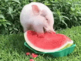 A Pig Is Eating A Slice Of Watermelon In A Green Bowl . GIF