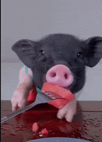 A Pig Is Holding A Knife And Fork In Its Mouth In Front Of A Plate Of Food GIF