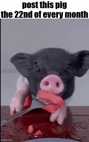 A Pig Is Holding A Knife In Its Mouth With The Words Post This Pig The 22Nd Of Every Month GIF