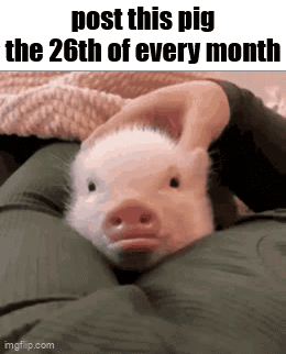 A Pig Is Laying On A Person 'S Lap And A Person Is Holding It . GIF