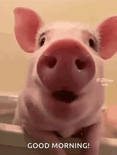 A Pig Is Sitting In A Bathtub With Its Mouth Open And Says Good Morning . GIF