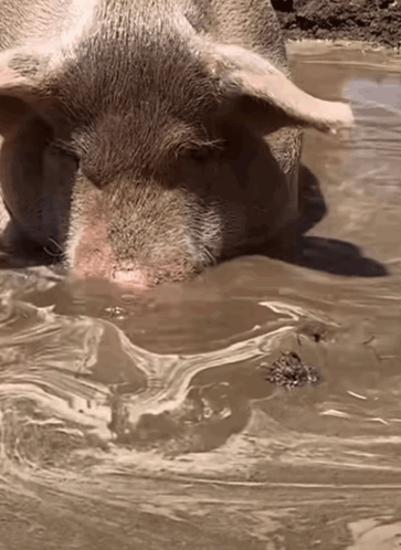 A Pig Is Standing In A Muddy Puddle Of Water GIF