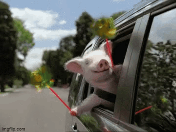 A Pig Is Sticking Its Head Out Of The Window Of A Car . GIF