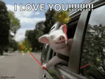 A Pig Is Sticking Its Head Out Of The Window Of A Car Holding A Lollipop . GIF
