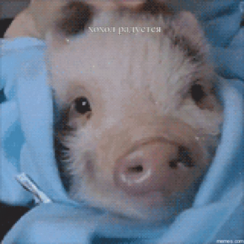 A Pig Is Wrapped In A Blue Blanket And Has The Word Xohol Written On It GIF