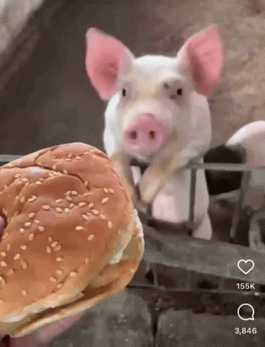 A Pig Standing Next To A Hamburger With Sesame Seeds GIF