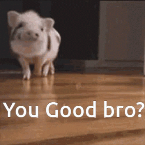 A Pig Standing On A Wooden Floor With The Words " You Good Bro " Written Below It GIF