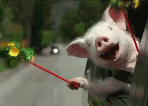 A Pig Sticking Its Head Out Of A Car Window While Holding A Red Stick GIF