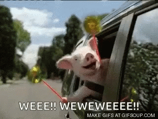 A Pig Sticking Its Head Out Of A Car Window With A Lollipop . GIF