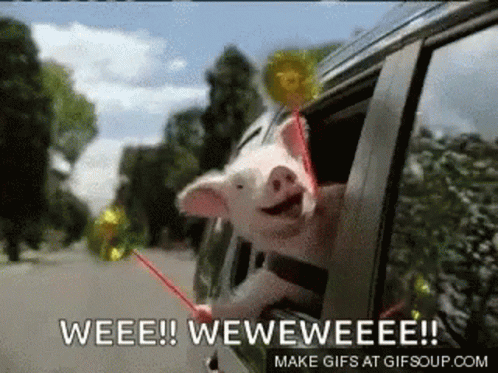 A Pig Sticking Its Head Out Of A Car Window With A Lollipop GIF