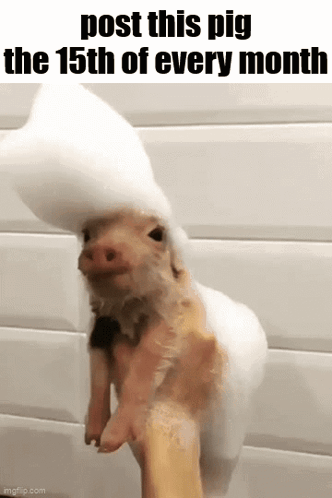 A Pig Wearing A Foam Hat Is Being Held By A Person . GIF