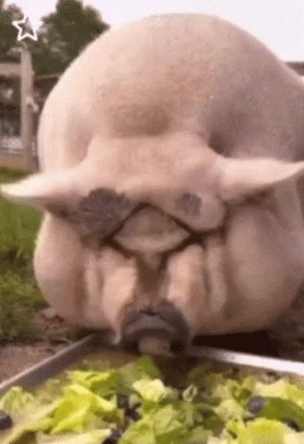 A Pig With A Mustache Is Eating Lettuce From A Plate GIF