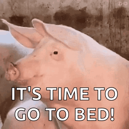 A Pig With The Words It 'S Time To Go To Bed Written On It GIF