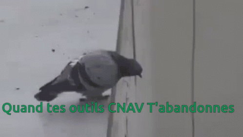 A Pigeon Is Perched On The Side Of A Building Next To The Words Quand Tes Outils Cnav GIF