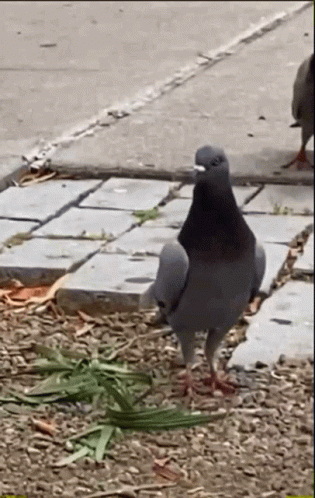 A Pigeon Is Standing On A Sidewalk Next To Some Grass . GIF