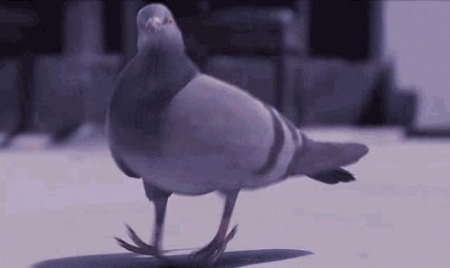 A Pigeon Is Walking On Its Hind Legs On A White Surface . GIF