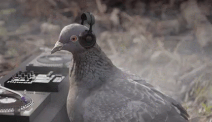 A Pigeon Wearing Headphones Is Sitting In Front Of A Dj . GIF